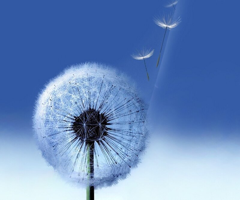 Dandelion Seed Head — Blue, Serene, Afternoon, Photograph, Seeds, Sky, Stem, White, Black