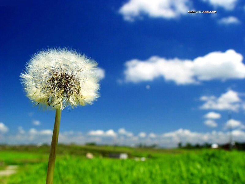 Dandelion Seed Head — Blue, Serene, Afternoon, Photograph, Sky, Clouds