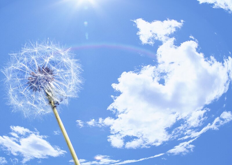 Dandelion Seed Head — Blue, Serene, Afternoon, Photograph, Sun, Clouds