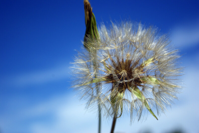 Dandelion Seed Head — Blue, Serene, Afternoon, Photograph