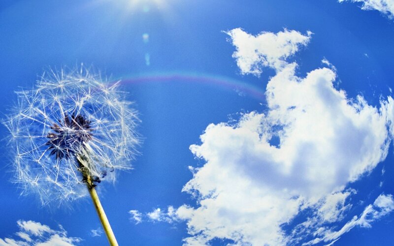 Dandelion Seed Head — Blue, Serene, Afternoon