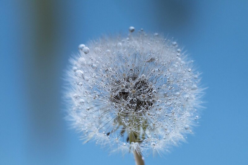 Dandelion Seed Head — Blue, Serene, Morning, Photograph