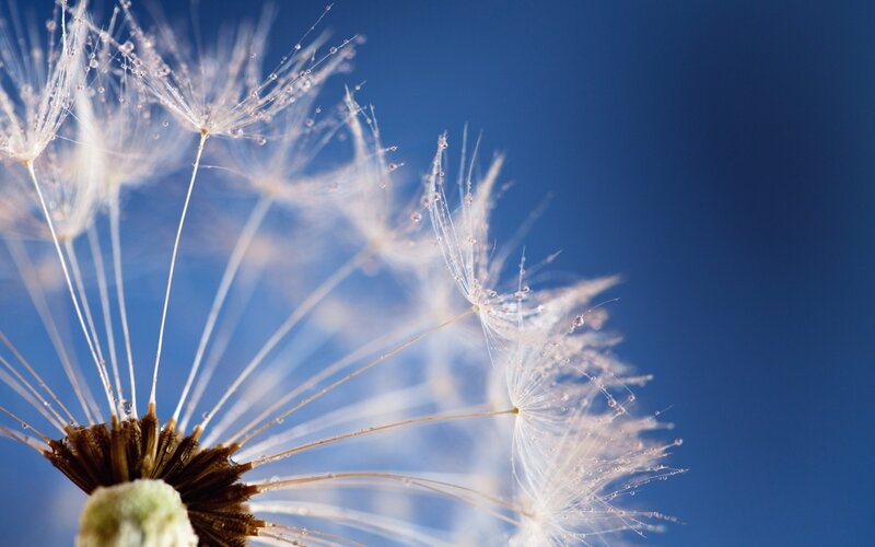Dandelion Seed Head — Blue, Serene, Morning