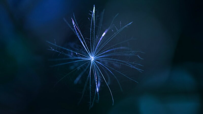 Dandelion Seed Head — Blue, Serene, Night, Photograph