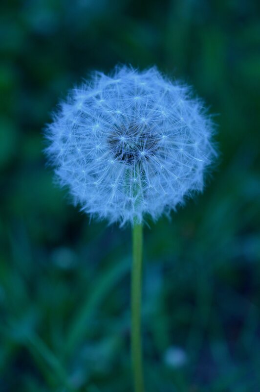 Dandelion Seed Head — Blue, Serene, Night