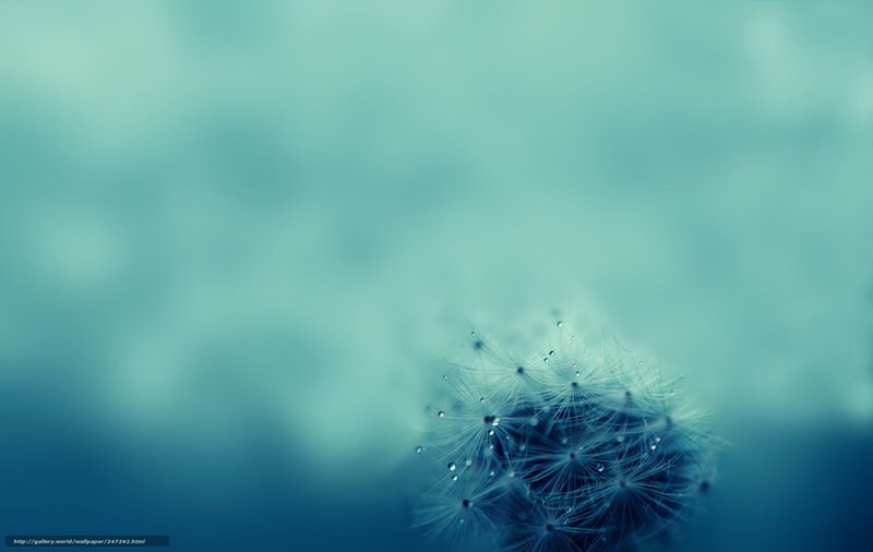 Dandelion Seed Head — Blue, Serene, Photograph, Droplet