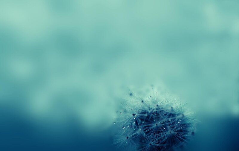 Dandelion Seed Head — Blue, Serene, Photograph, Droplets