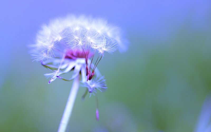 Dandelion Seed Head — Blue, Serene, Photograph, Flower