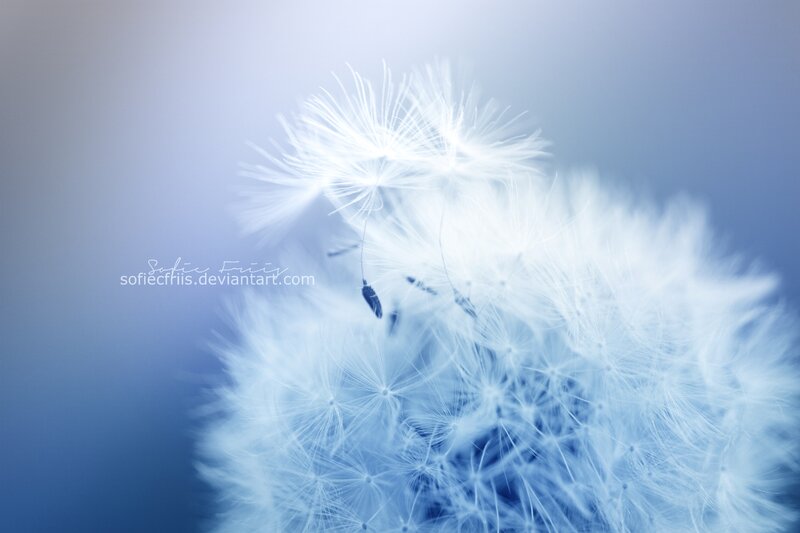 Dandelion Seed Head — Blue, Serene, Photograph, Seeds, Background