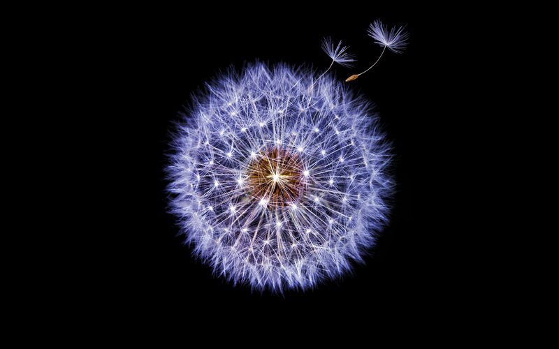 Dandelion Seed Head — Blue, Serene, Photograph, Seeds, Black Background