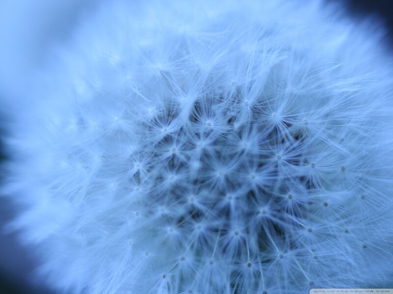 Dandelion Seed Head — Blue, Serene, Photograph, Seeds, Fluff