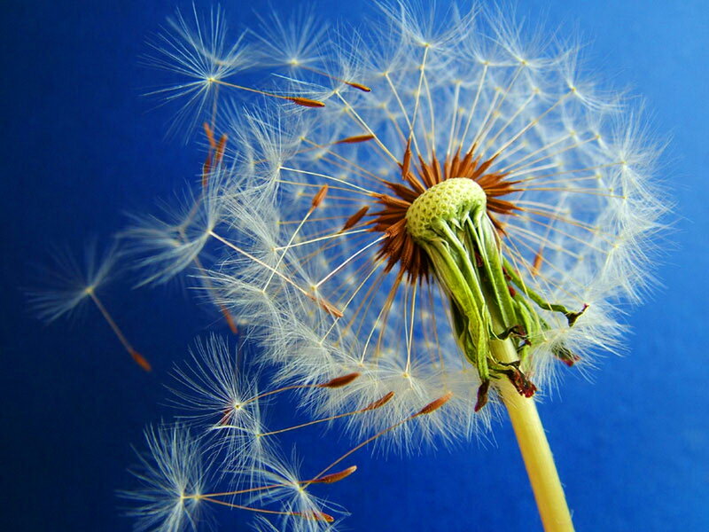 Dandelion Seed Head — Blue, Serene, Photograph, Seeds