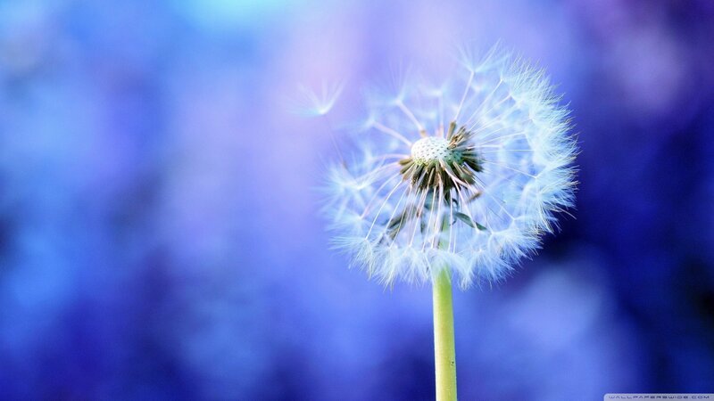 Dandelion Seed Head — Blue, Serene, Photograph, Stem, Background