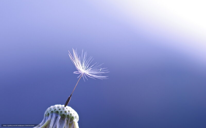 Dandelion Seed Head — Blue, Serene, Photograph, Stem, Blue Sky