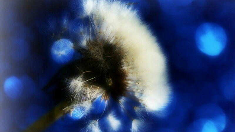 Dandelion Seed Head — Blue, Serene, Photograph, Stem, Bokeh