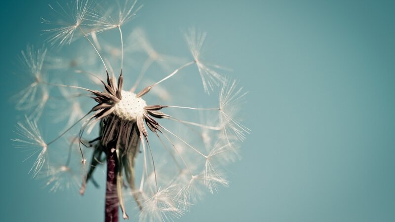 Dandelion Seed Head — Blue, Serene, Photograph, Stem, Sky