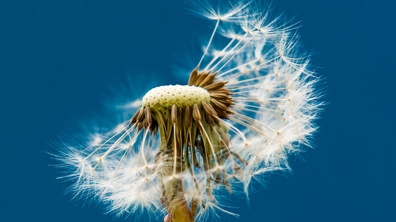 Dandelion Seed Head — Blue, Serene, Photograph, Stem
