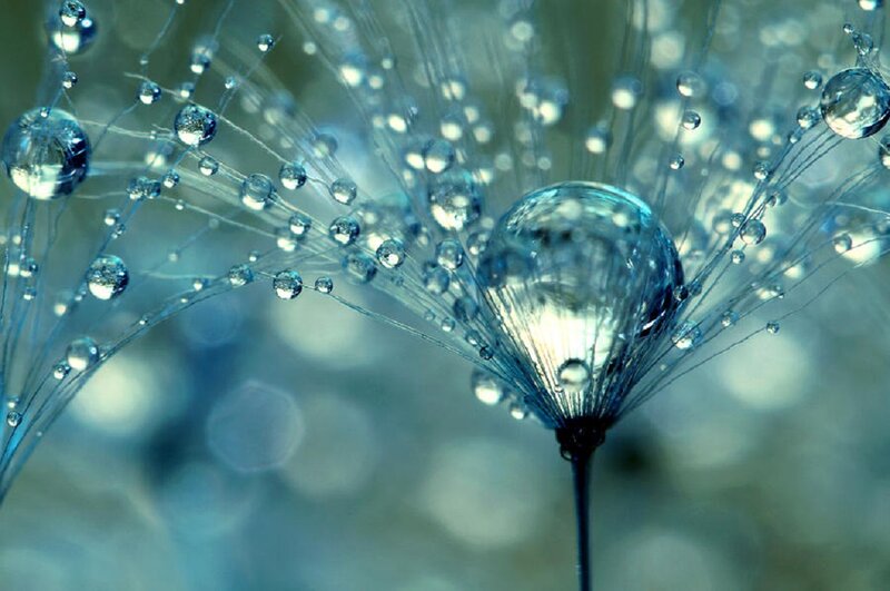 Dandelion Seed Head — Blue, Serene, Photograph, Water Droplets, Stem