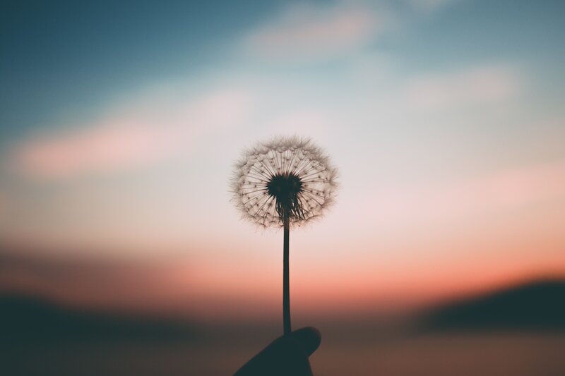Dandelion Seed Head — Blue, Serene, Sunset, Photograph, Hand