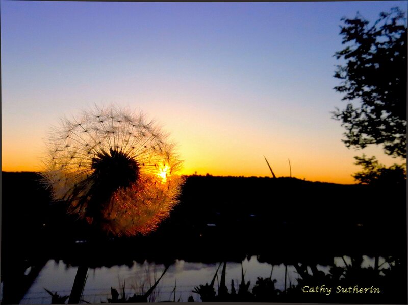 Dandelion Seed Head — Blue, Serene, Sunset, Photograph, River
