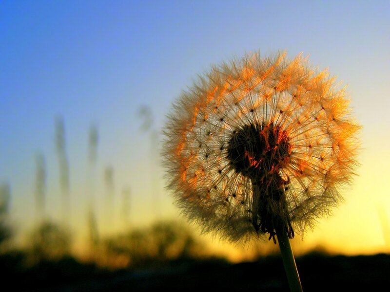 Dandelion Seed Head — Blue, Serene, Sunset, Photograph, Sky, Grass