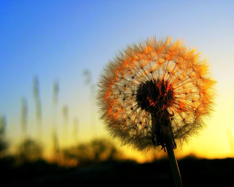 Dandelion Seed Head — Blue, Serene, Sunset, Photograph, Sky, Sunlight