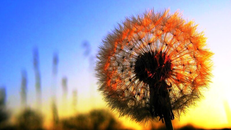 Dandelion Seed Head — Blue, Serene, Sunset, Photograph, Sky