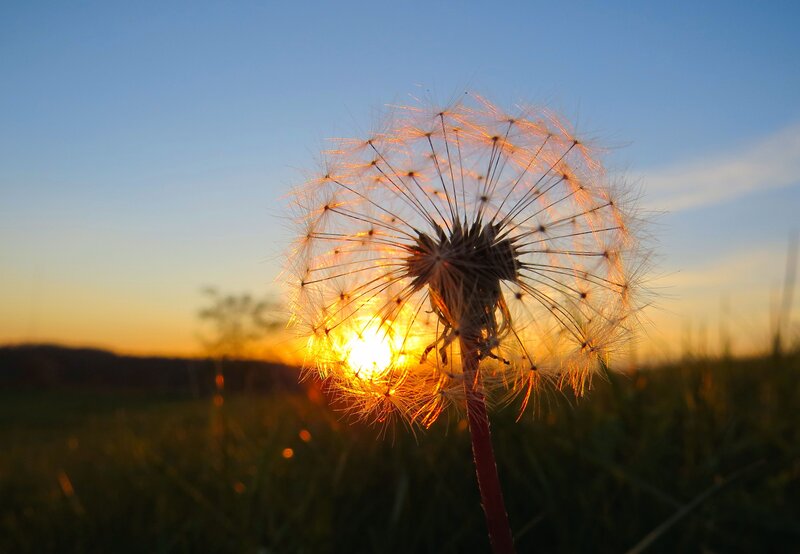 Dandelion Seed Head — Blue, Serene, Sunset, Photograph, Sun