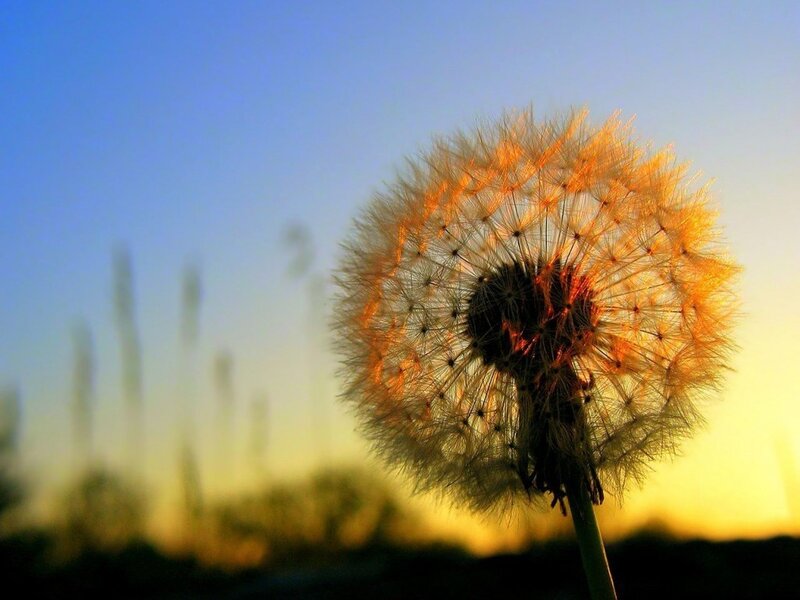 Dandelion Seed Head — Blue, Serene, Sunset, Photograph