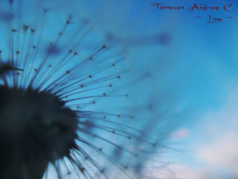 Dandelion Seed Head — Blue, Serene, Sunset