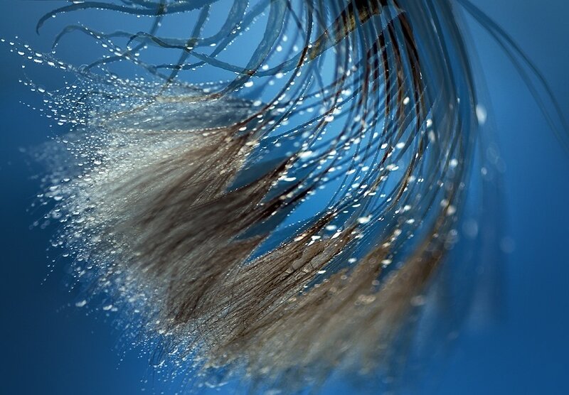 Dandelion Seed Head — Blue, Serene