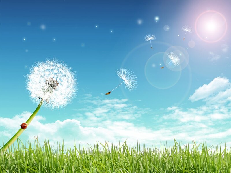 Dandelion Seed Head — Blue