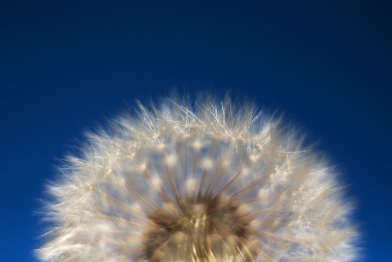 Dandelion Seed Head — Blue, White