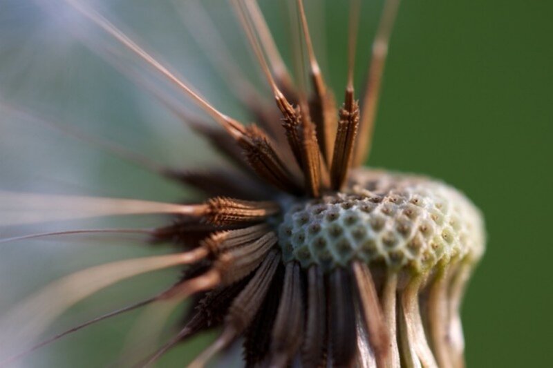 Dandelion Seed Head — Brown, Calm, Afternoon