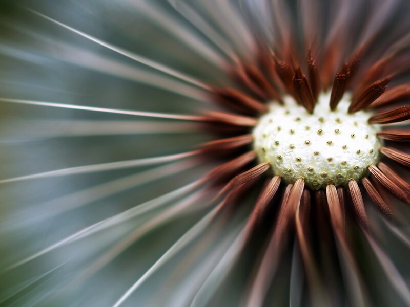 Dandelion Seed Head — Brown, Calm, Photograph, Center