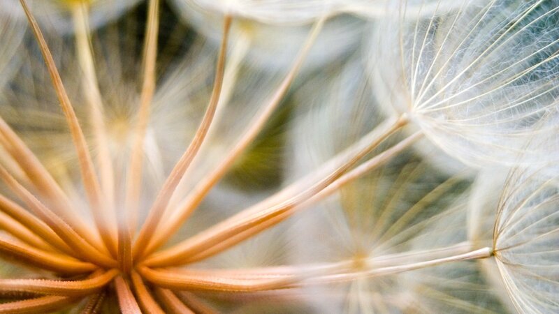 Dandelion Seed Head — Brown, Calm, Photograph