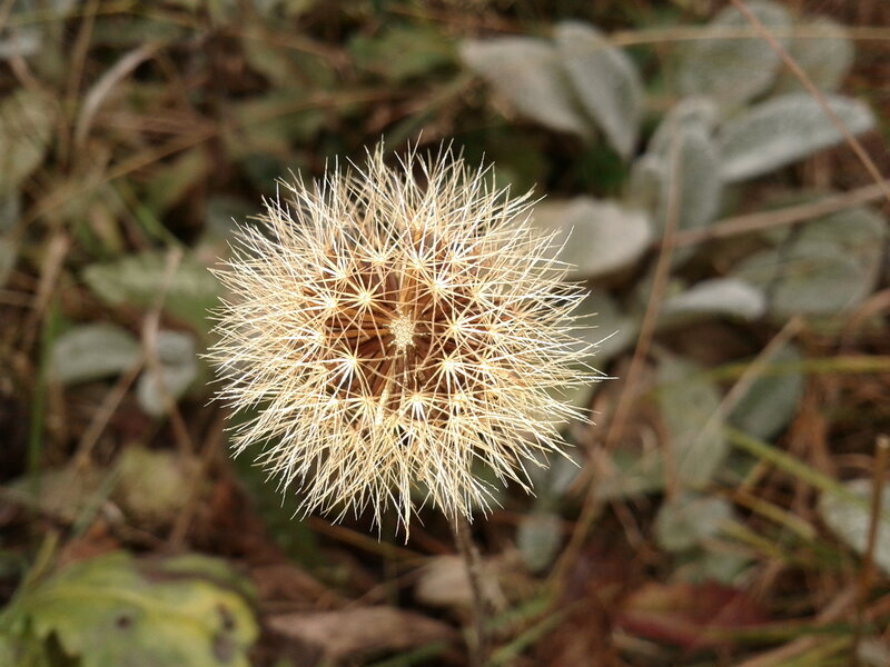 Dandelion Seed Head — Brown, Calm