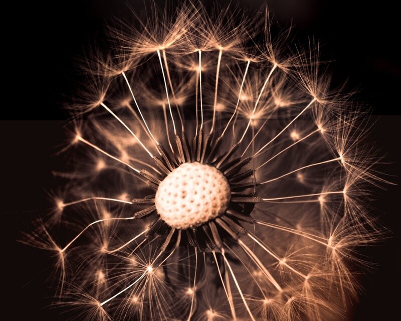 Dandelion Seed Head — Brown, Dramatic, Photograph