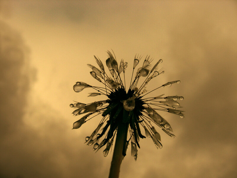 Dandelion Seed Head — Brown, Dramatic, Sunset