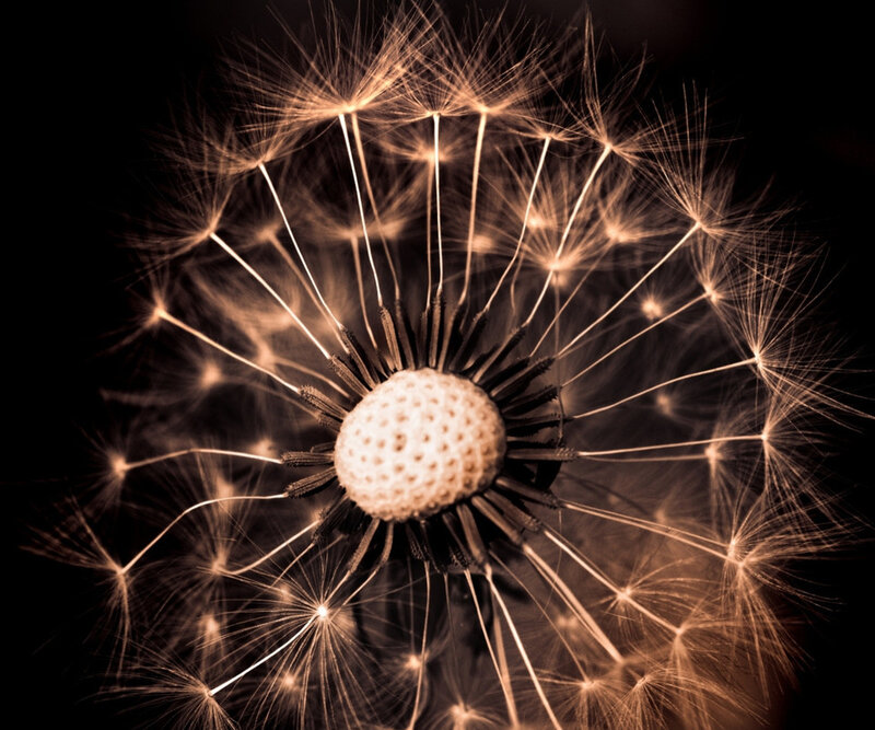 Dandelion Seed Head — Brown, Dramatic
