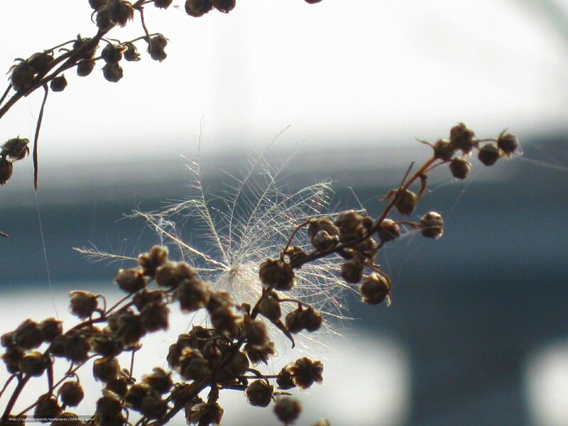 Dandelion Seed Head — Brown, Serene, Afternoon