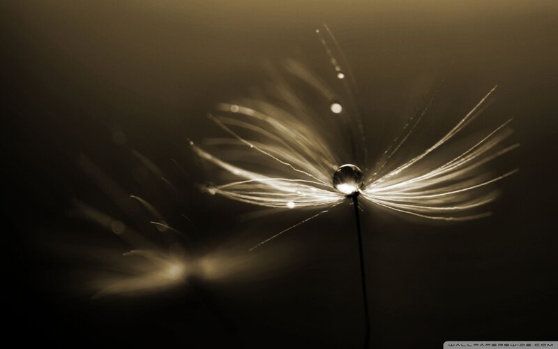Dandelion Seed Head — Brown, Serene, Photograph