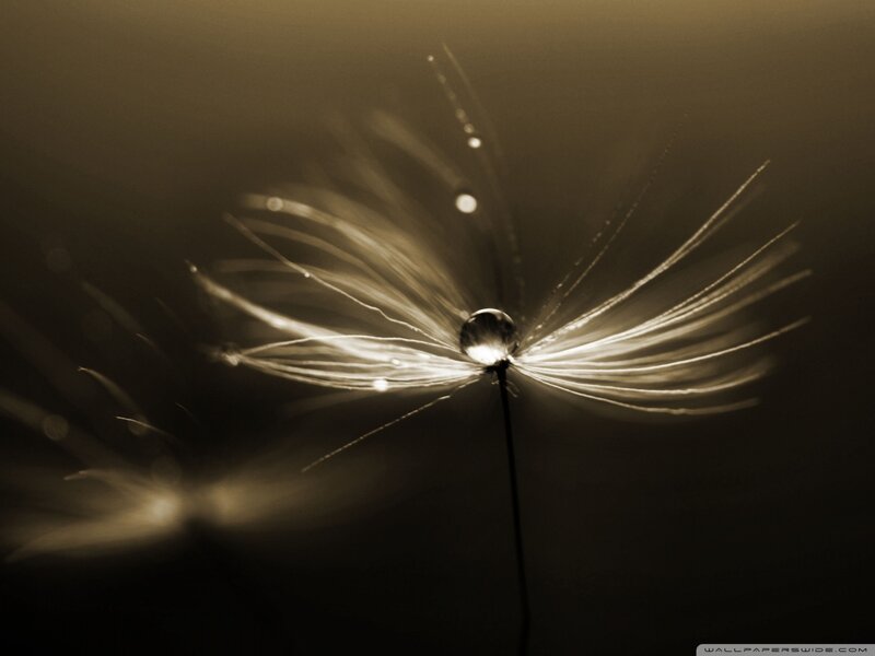 Dandelion Seed Head — Brown, Serene