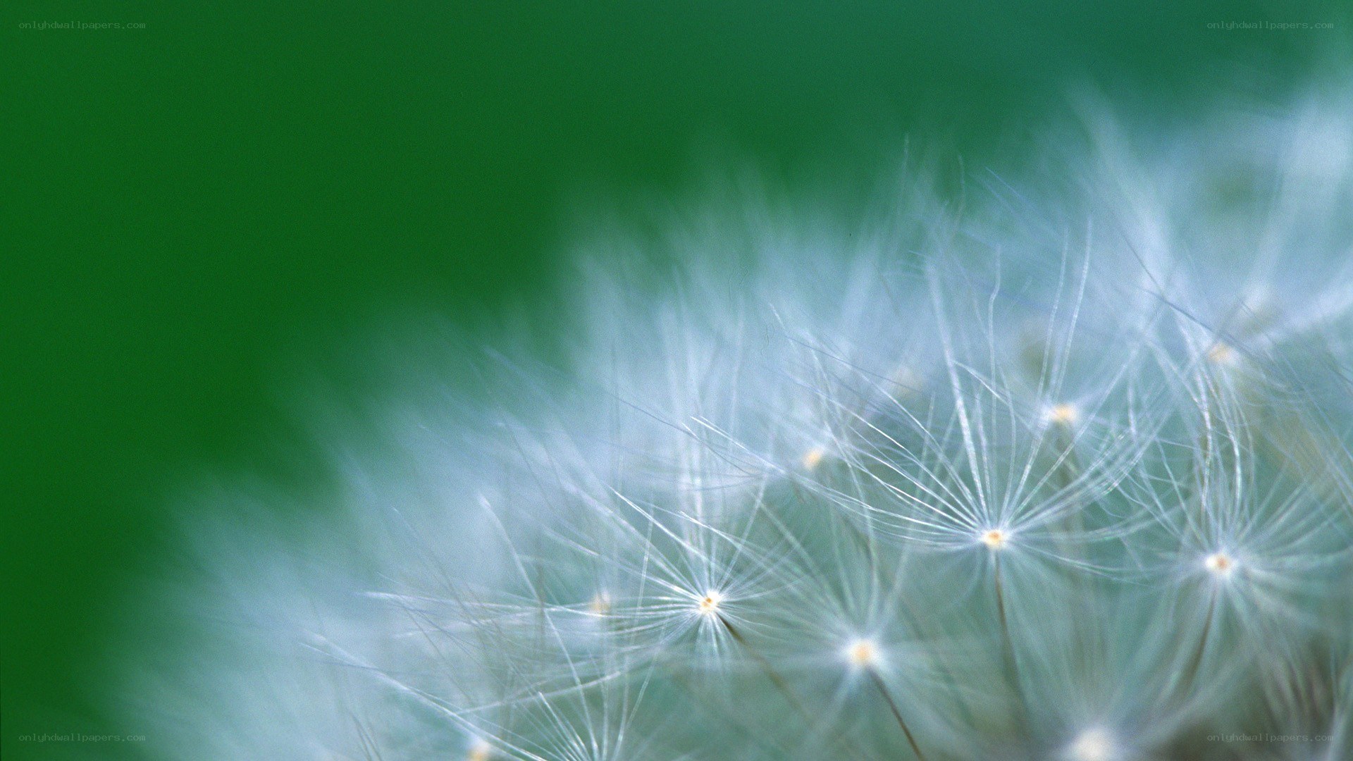 dandelion seed head close-up