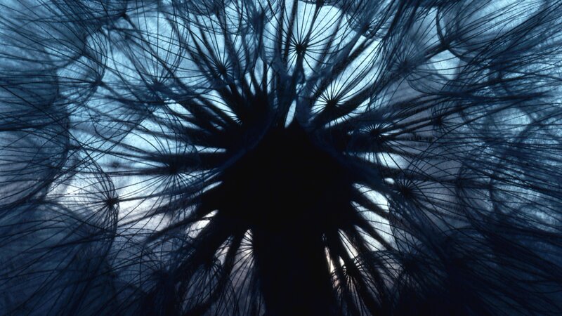 dandelion seed head close-up