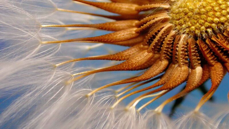dandelion seed head close-up
