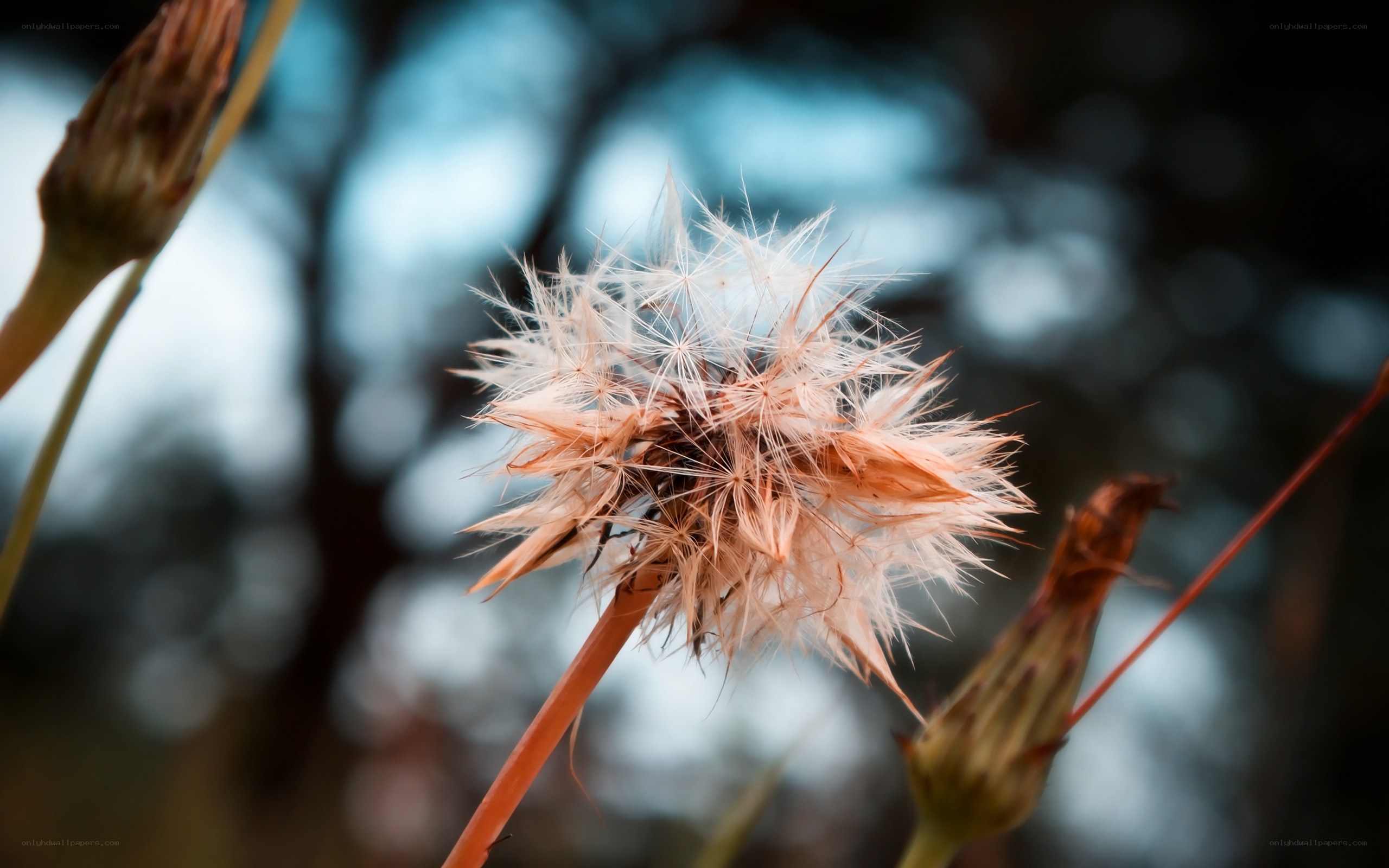 dandelion seed head close-up