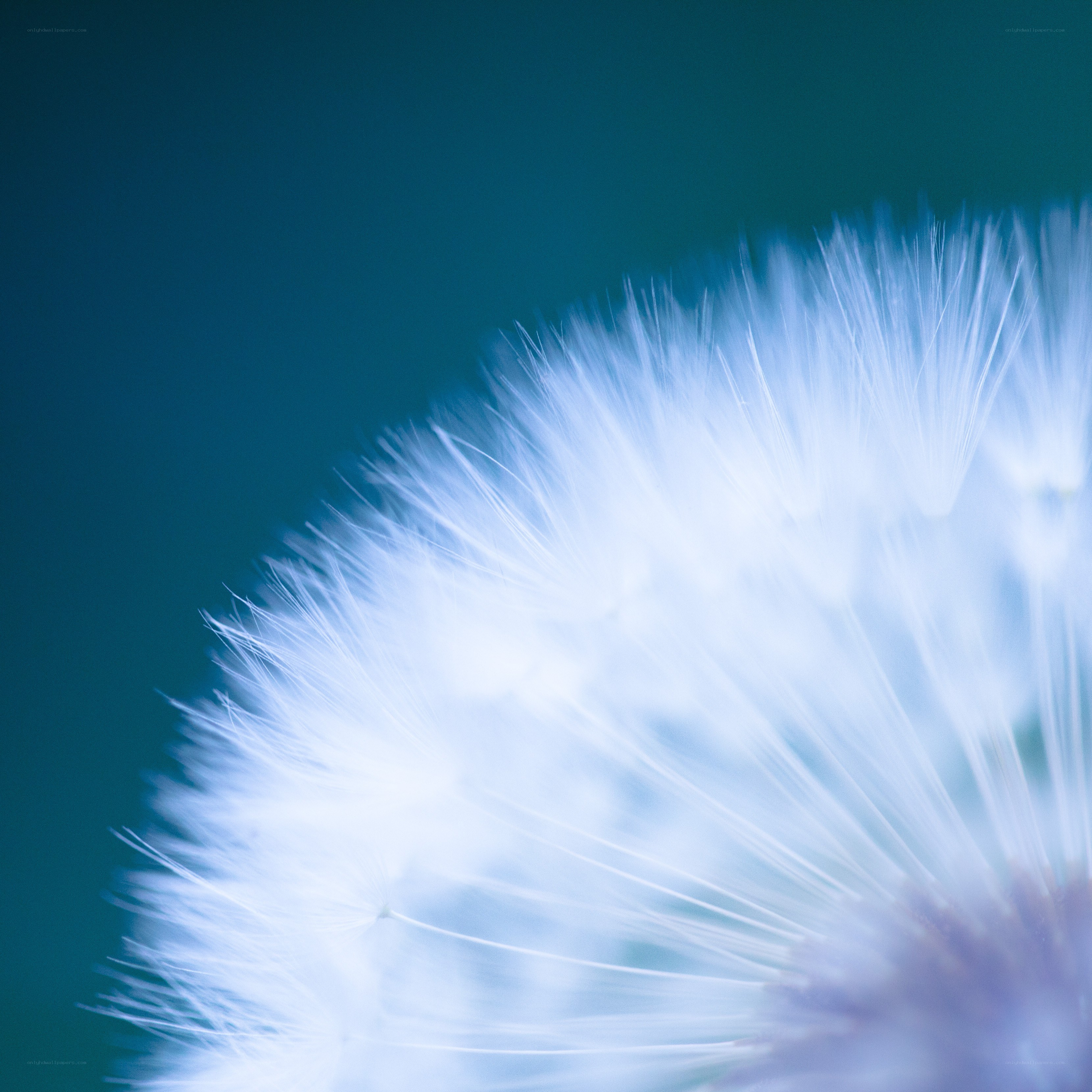 dandelion seed head close-up