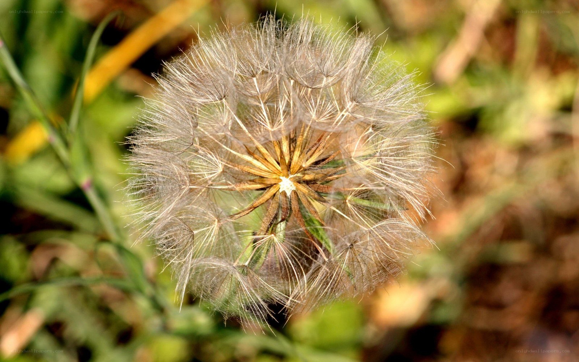 dandelion seed head close-up