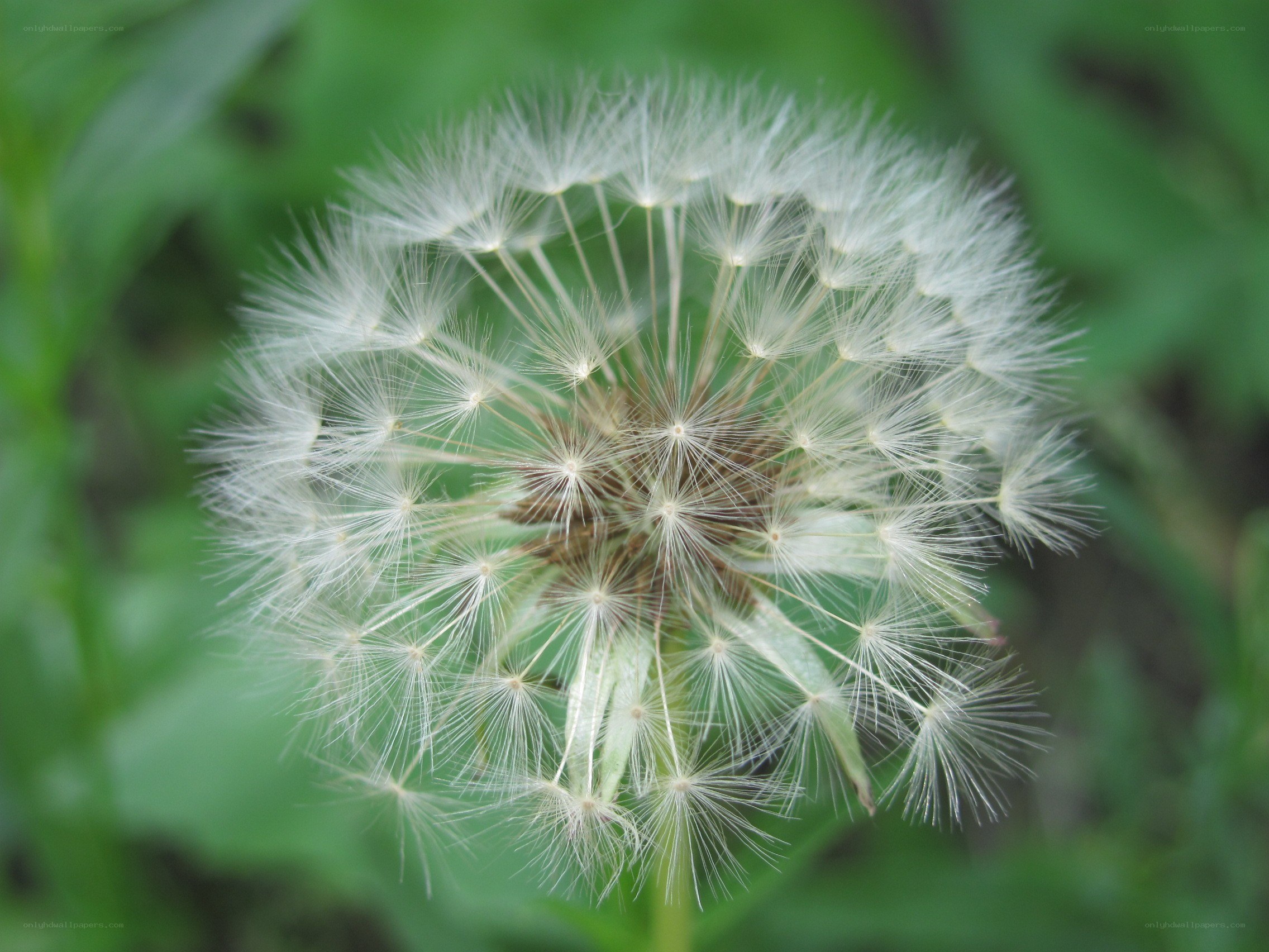 Dandelion seed head close-up